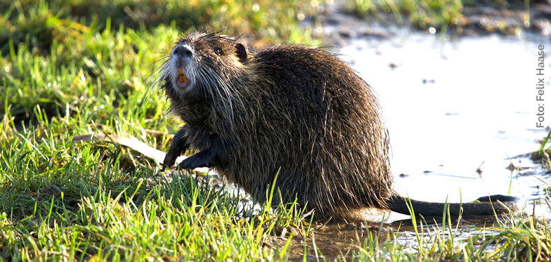 Nutria am Wasser