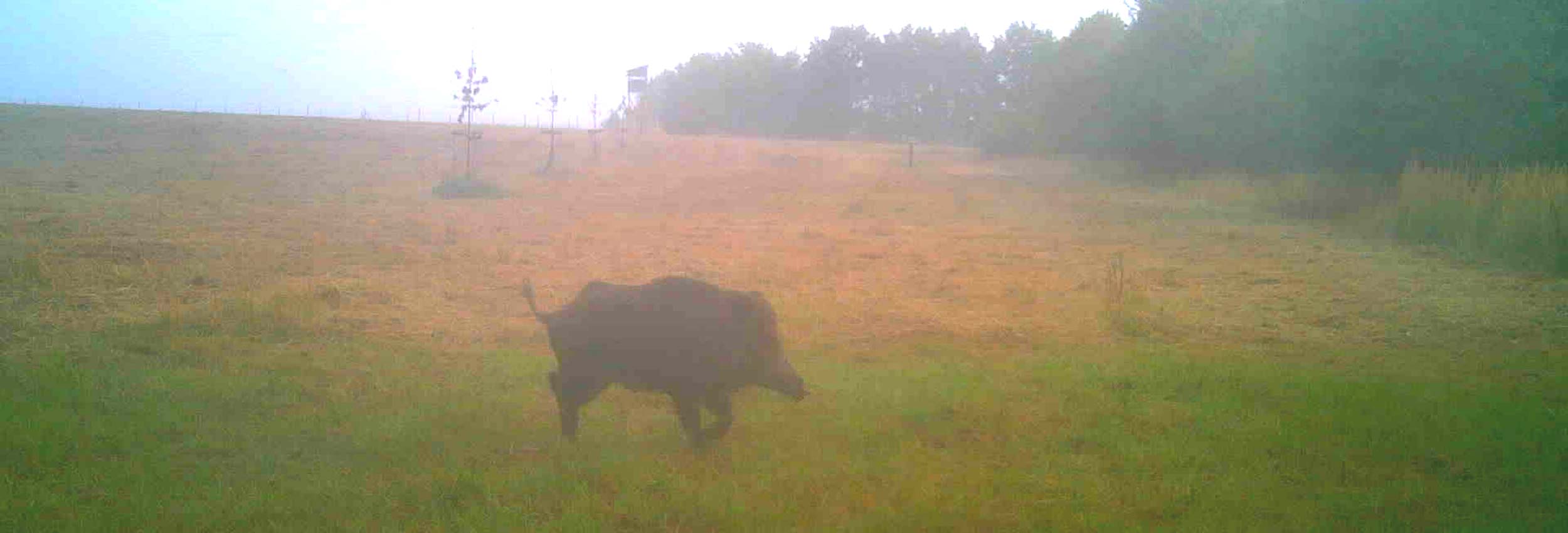 Keiler im Nebeldunst auf einer Wiese