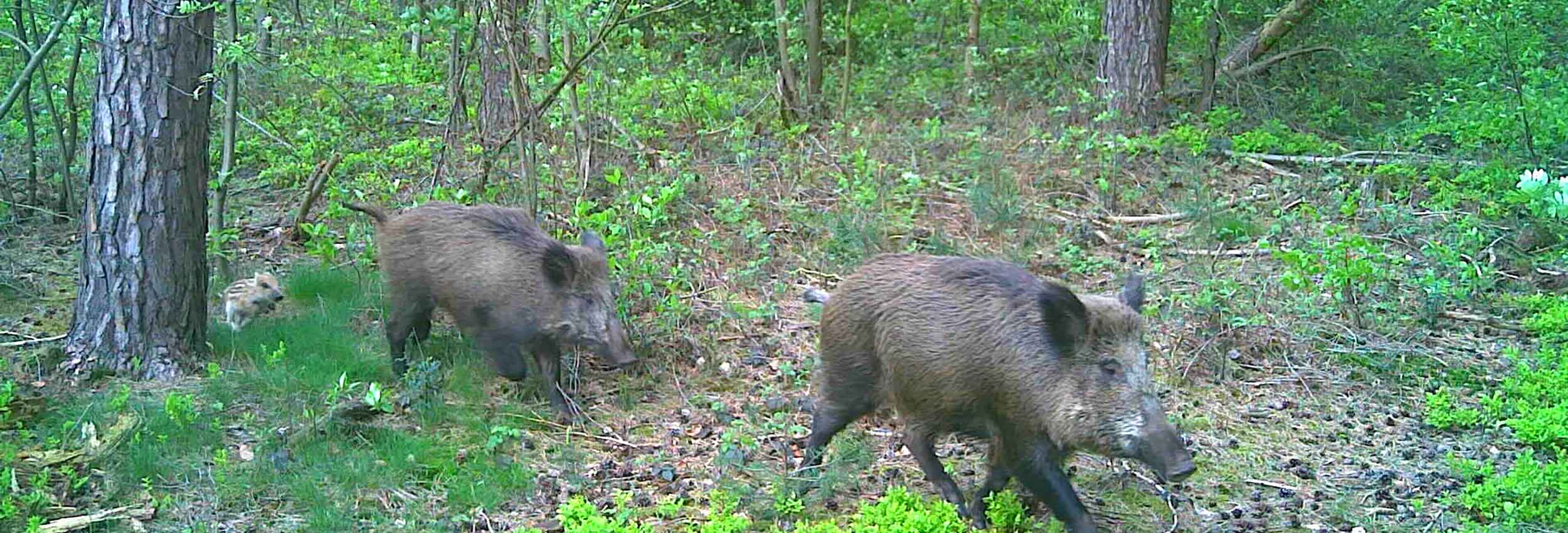 Schwarzwild bei Tag im Revier