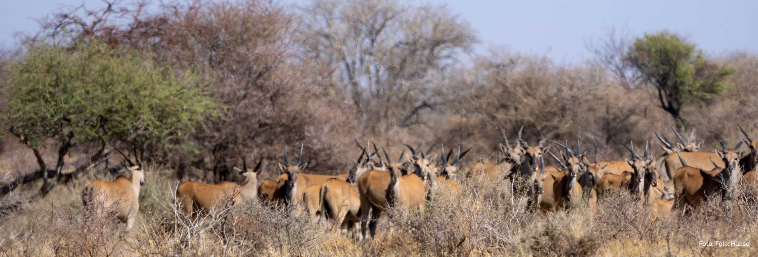 Eland-Herde in Namibia